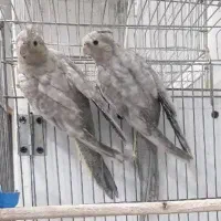 100 عدد عروس یه صورت کلی و جزیی|پرنده|اصفهان, عطار نیشابوری|دیوار