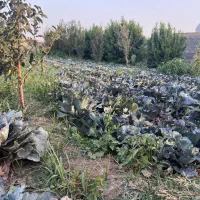 باغ-ویلا-دهشاد-بالا-الورد-دهشاد-پایین