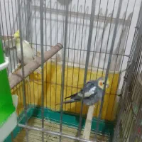 عروس هلندی نر وماده|پرنده|سبزوار, جهاد کشاورزی|دیوار