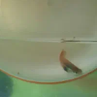 ماهی گوپی نر (پیش مولد)