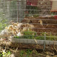 فروش غاز 13روزه