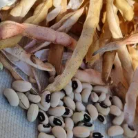 لوبیا چشم بلبلی|خوردنی و آشامیدنی|حمیدیه, |دیوار