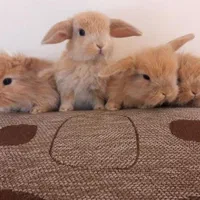 خرگوش مینی لوپ ترکیش|موش و خرگوش|تهران, استخر|دیوار