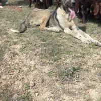 توله سگ سرابی