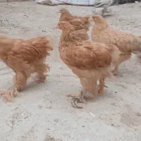 برهما|حیوانات مزرعه|قم, پردیسان|دیوار