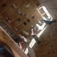 کفتر معاوضه قناری