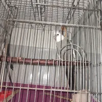 عروس هلندی نر