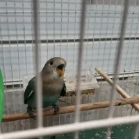 طوطی کوتوله|پرنده|نیشابور, شریعتی|دیوار