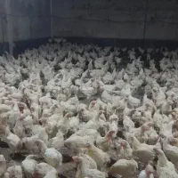 مرغ سفید تخمگذار