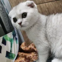 گربه اسکاتیش فولد|گربه|کرج, حیدرآباد|دیوار