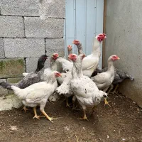 تخم لاری طوس پر مرغی اصیل تاجمهر