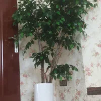 درختچه بنجامین