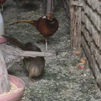 دوتا پرنده حاص