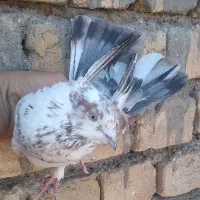 کفتر پرشی|پرنده|قم, باغ شازده|دیوار