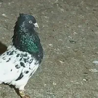 کفتر|پرنده|رضویه, |دیوار