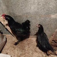 مرغ خروس مرندی|حیوانات مزرعه|سبزوار, چهارراه فرودگاه|دیوار