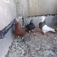 پرنده کبوتر