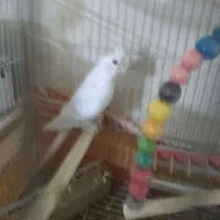 عروس هلندی سرحال نر