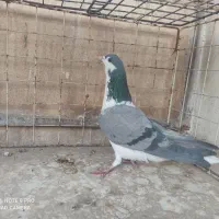 ماده سینه باز