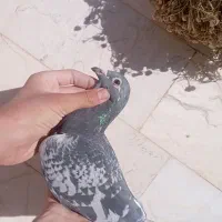 کفتر یا کبوتر|پرنده|فردوس (خراسان), |دیوار