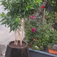 تویض‌خاک‌گلدان‌در‌محل‌سم‌پاشی‌و..