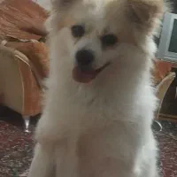 سگ پامر روباهی