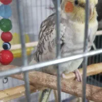 عروس هلندی دستی سخنگو ...|پرنده|ری, دولت‌آباد|دیوار