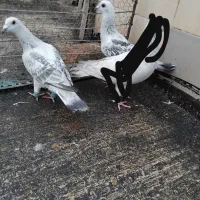 پولکی شامی ۲تا نر|پرنده|تربتحیدریه, ابوذر|دیوار