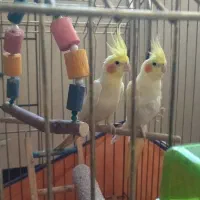 عروس هلندی لوتینو