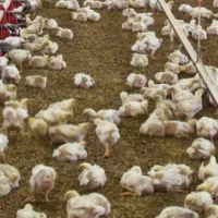 کود مرع سالنی