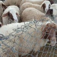 گوسفند|حیوانات مزرعه|ملکشاهی, |دیوار