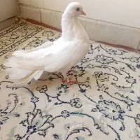 کبوتر زینتی