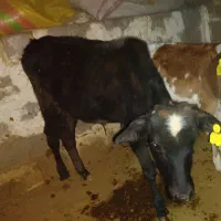 فروش گوساله نرمحلی