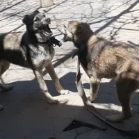 سگ 4ماهع سرابب