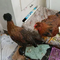 مرغ و خروس نژاد لهستانی|حیوانات مزرعه|تهران, حکیمیه|دیوار