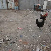 مرغ و خروس محلی