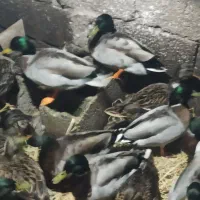 ادرک پروازی ب