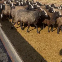 میش شال آبستن وبره دار ۱۵۰راس تعداد وکلی