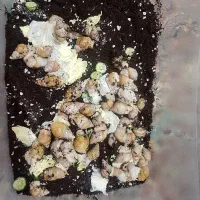 حلزون پیش مولد