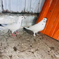 کفتر کله دم سبز|پرنده|تهران, کیانشهر|دیوار
