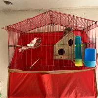 فنچ نرگسی