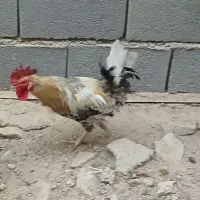 خروس وتخم مرغ|حیوانات مزرعه|چمران, |دیوار