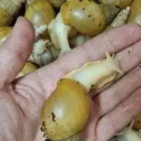 فروش حلزون