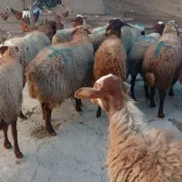 میش ابستن|حیوانات مزرعه|کلیائی, |دیوار