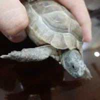 کاس لوک|خزنده|زاهدان, |دیوار