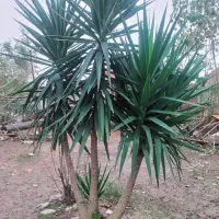 درختچه یوکا