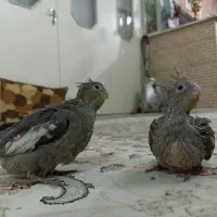 عروس هلندی و مرغ عشق