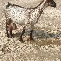 دام خانگی|حیوانات مزرعه|کرمان, |دیوار