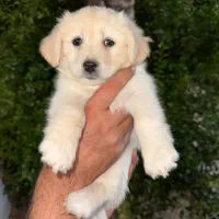 توله سگ فروشی آبپخش