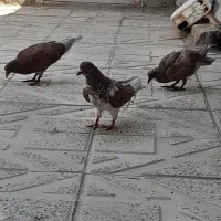 کبوتر
